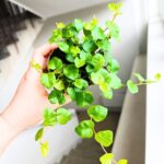 Ficus / Fikus pumila Green Sunny - obrazek 6