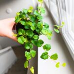 Ficus / Fikus pumila Green Sunny - obrazek 5