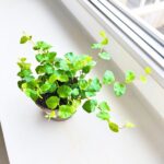 Ficus / Fikus pumila Green Sunny - obrazek 4