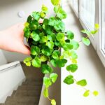 Ficus / Fikus pumila Green Sunny - obrazek 3