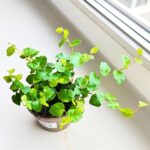 Ficus / Fikus pumila Green Sunny