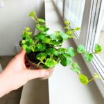 Ficus / Fikus pumila Green Sunny - obrazek 7