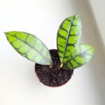 Hoja / Hoya Black Cat don8 - obrazek 2