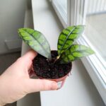 Hoja / Hoya Black Cat don8 - obrazek 7