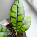 Hoja / Hoya Black Cat don8 - obrazek 6