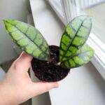 Hoja / Hoya Black Cat don8 - obrazek 5