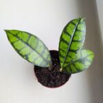 Hoja / Hoya Black Cat don8 - obrazek 3