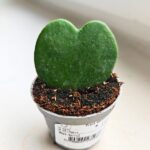 Hoya / Hoja kerrii
