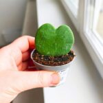 Hoya / Hoja kerrii - obrazek 4