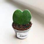 Hoya / Hoja kerrii - obrazek 3