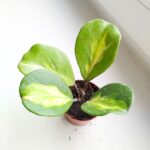 Hoya / Hoja Obovata Variegata Splash - obrazek 3