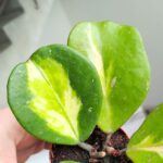 Hoya / Hoja Obovata Variegata Splash - obrazek 7