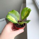 Hoya / Hoja Obovata Variegata Splash - obrazek 6