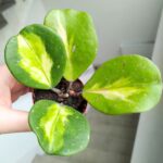 Hoya / Hoja Obovata Variegata Splash