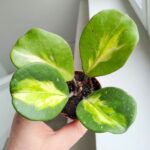 Hoya / Hoja Obovata Variegata Splash - obrazek 5