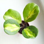 Hoya / Hoja Obovata Variegata Splash - obrazek 4