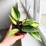 Hoya / Hoja Pot of Gold - obrazek 11
