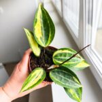 Hoya / Hoja Pot of Gold - obrazek 13