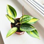 Hoya / Hoja Pot of Gold