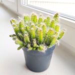 Hylocereus Undatus - obrazek 2
