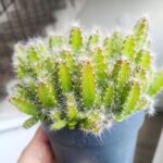 Hylocereus Undatus - obrazek 8