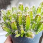 Hylocereus Undatus - obrazek 7