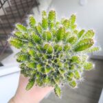 Hylocereus Undatus - obrazek 6