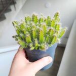 Hylocereus Undatus - obrazek 5