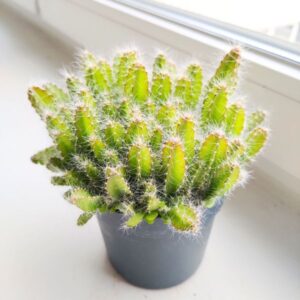 Hylocereus Undatus