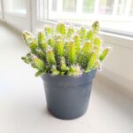 Hylocereus Undatus - obrazek 3