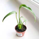 Monstera burle marx flame