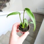 Monstera burle marx flame - obrazek 6