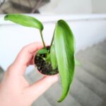 Monstera burle marx flame - obrazek 5