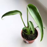 Monstera burle marx flame - obrazek 4