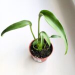Monstera burle marx flame - obrazek 3