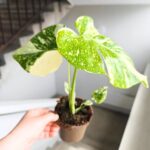 Monstera Thai Constellation M - obrazek 3