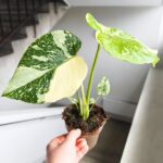 Monstera Thai Constellation M