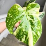 Monstera Thai Constellation M - obrazek 7