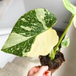 Monstera Thai Constellation M - obrazek 6