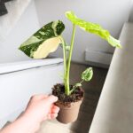 Monstera Thai Constellation M - obrazek 5