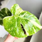 Monstera Thai Constellation M - obrazek 4