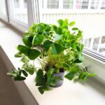 Oxalis regnellii - obrazek 2
