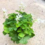 Oxalis regnellii - obrazek 4