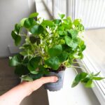 Oxalis regnellii - obrazek 8