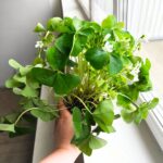 Oxalis regnellii - obrazek 7