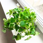 Oxalis regnellii - obrazek 5