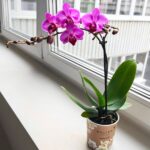 Storczyk 1 pędowy różowy fioletowy / Phalaenopsis