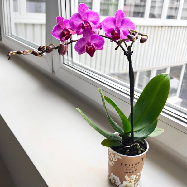 phalaenopsis storczyk fioletowy różowy (1) Storczyk 1 pędowy różowy fioletowy / Phalaenopsis - obrazek 1