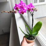 Storczyk 1 pędowy różowy fioletowy / Phalaenopsis - obrazek 3