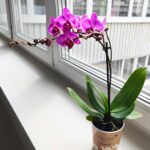 Storczyk 1 pędowy różowy fioletowy / Phalaenopsis - obrazek 4